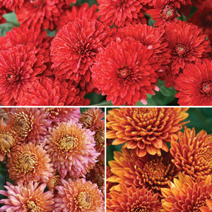  Garden Collections