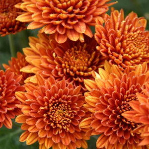  Cushion Mums