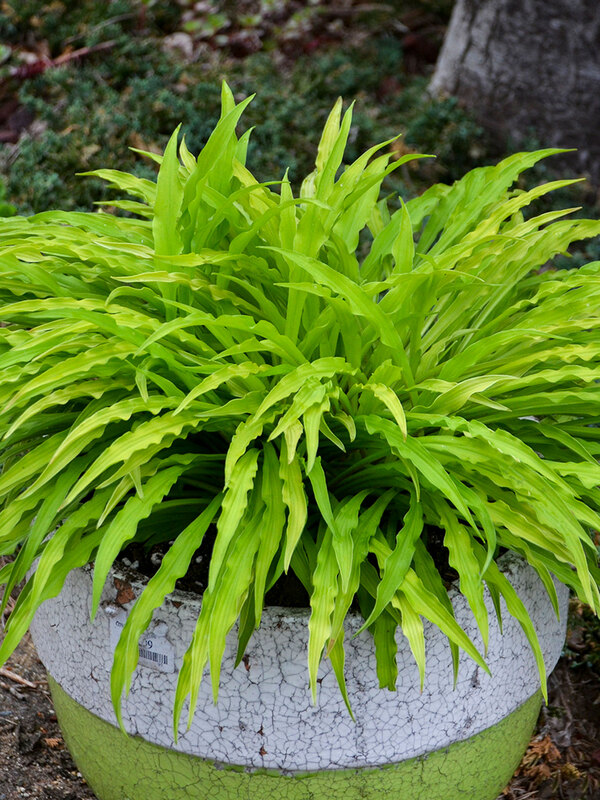 Hosta Party Streamers