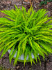 Hosta Party Streamers